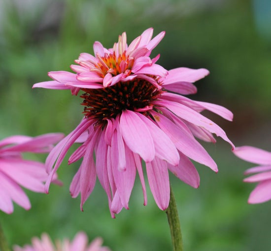 Echinacea purpurea 'Double Decker' Purple ConeflowerEchin